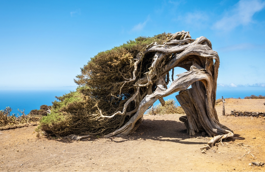 Wahrzeichen Baum auf El Hierro