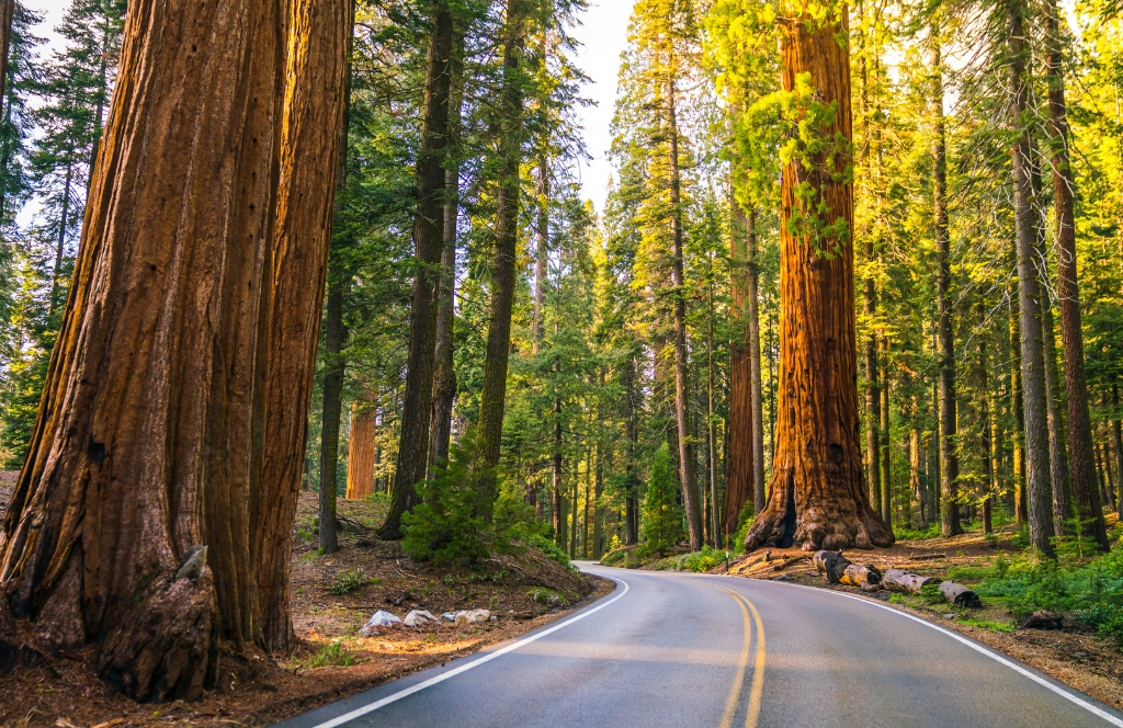 Sequoia National Park Best Places to Visit in California